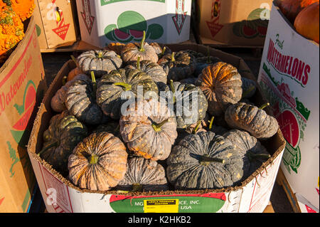 Nahaufnahme der strukturierte KÜRBISSE an LEOLA Markt produzieren, LANCASTER PENNSYLVANIA Stockfoto