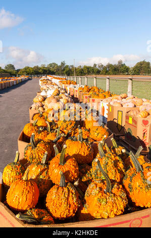 Lange Reihen von BOXED KÜRBISSE BEREIT FÜR BIETEN AN LEOLA Markt produzieren, LANCASTER PENNSYLVANIA Stockfoto