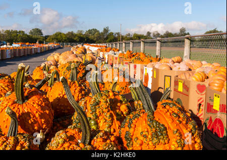 Nahaufnahme der strukturierte KÜRBISSE an LEOLA Markt produzieren, LANCASTER PENNSYLVANIA Stockfoto