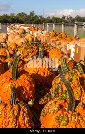 Nahaufnahme der strukturierte KÜRBISSE an LEOLA Markt produzieren, LANCASTER PENNSYLVANIA Stockfoto