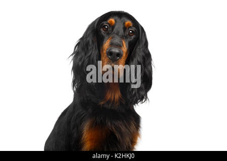 Porträt der English Setter Hund isoliert auf weißem Hintergrund Stockfoto