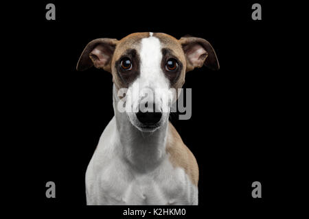 Whippet Hund auf schwarzem Hintergrund Stockfoto