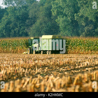 Maisernte Silomais, ST. OLAF, Iowa Stockfoto