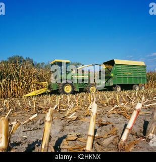 Maisernte Silomais, ST. OLAF, Iowa Stockfoto