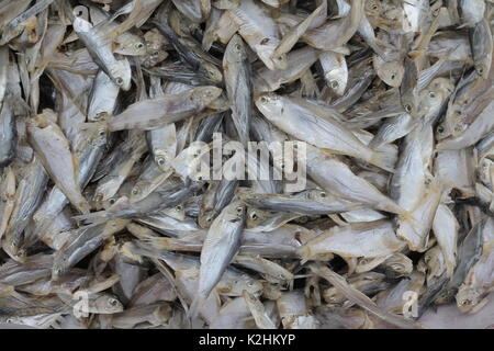 Wenig getrockneter Fisch Meeresfrüchte asiatische Thailand Stockfoto