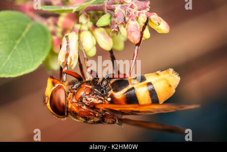 Hornet nachahmen Volucella zonaria Hoverfly, Stockfoto