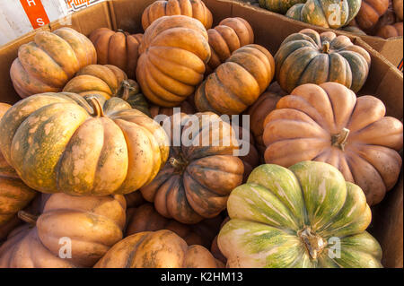 Nahaufnahme der strukturierte KÜRBISSE an LEOLA Markt produzieren, LANCASTER PENNSYLVANIA Stockfoto