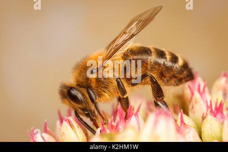 Westliche Honigbiene, Apis mellifera Stockfoto
