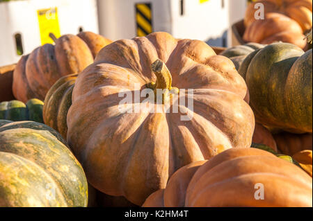 Nahaufnahme der strukturierte KÜRBISSE an LEOLA Markt produzieren, LANCASTER PENNSYLVANIA Stockfoto