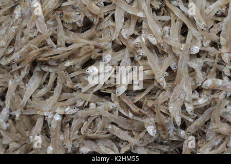 Wenig getrockneter Fisch Meeresfrüchte asiatische Thailand Stockfoto