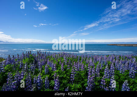 Island - Lila Lupin Blume Bereich mit Blick auf das Meer im Hintergrund und blauer Himmel Stockfoto