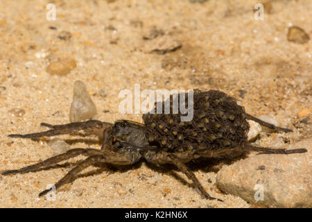 Eine Nahaufnahme eines weiblichen Wolf Spider mit ihren Jungen auf Ihrem Bauch. Stockfoto