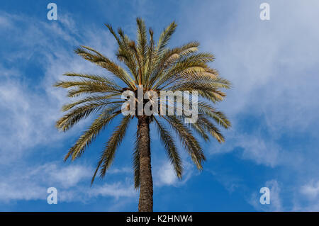 Palm Tree mit blauen Himmel im Hintergrund Stockfoto