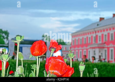 TULCHYN, UKRAINE - Juni 05, 2017: Mohnblumen und Potocki-palast als Hintergrund. OperaFestTulchyn, internationalen Oper Open Air Festival Stockfoto