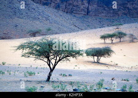 Akazie reich an Gummi arabicum, auch bekannt als Acacia gum. Tergit, Adrar Region. Mauretanien Stockfoto