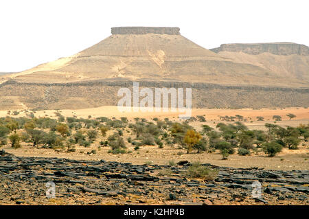 Akazie reich an Gummi arabicum, auch bekannt als Acacia gum. Tergit, Adrar Region. Mauretanien Stockfoto