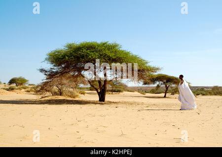 Akazie reich an Gummi arabicum, auch bekannt als Acacia gum. Adrar region, Mauretanien Stockfoto