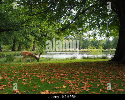 Grasende Rehe an einem See an Dunham Massey Deer Park Stockfoto