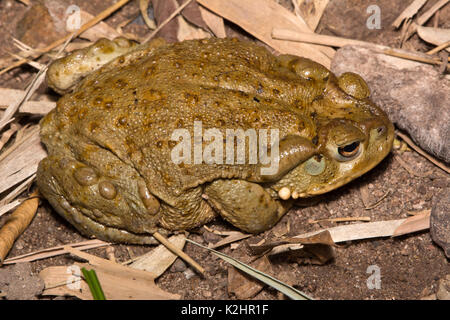 Sonoran Wüste Kröte (Incilius alvarius) von Sonora, Mexiko. Stockfoto