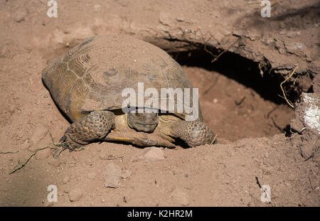 Sonoran Wüste Schildkröte (Gopherus morafkai) von Sonora, Mexiko. Stockfoto