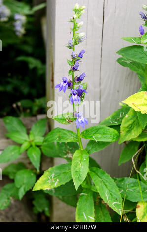 Große Blaue Lobelia (Lobelia siphilitica) in voller Blüte, Bar Harbor, Maine Stockfoto