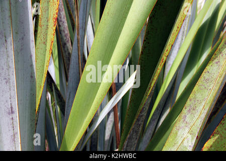 Native flachspflanze Neuseeland Stockfoto