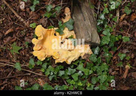 Gelbe Gehirn Tremella mesenterica Pilze, (gemeinsame Namen gehören gelbe Gehirn, golden jelly Fungus, gelb Trembler, Hexen und "Butter, ältere Beispiel Stockfoto