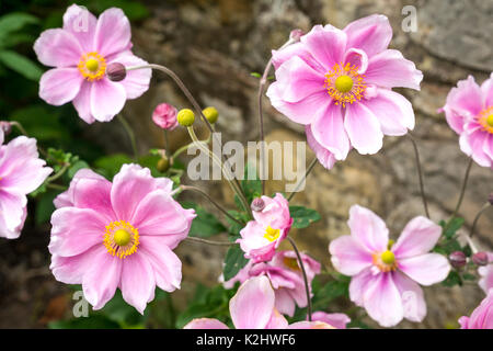 Nahaufnahme von rosa Blüten der japanischen Anemone hapehensis var. japonica in einem Garten, Schottland, Großbritannien Stockfoto