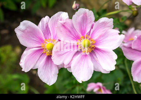 Nahaufnahme von rosa Blüten der japanischen Anemone hapehensis var. japonica in einem Garten, Schottland, Großbritannien Stockfoto