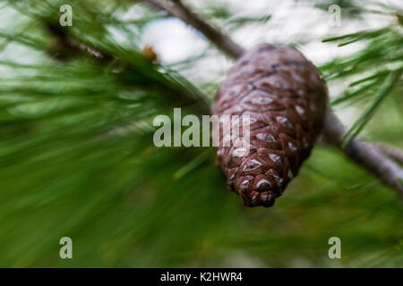 Aleppo-kiefern Kegel, noch geschlossen und mit Samen geladen, sich von einem Baum in der Maltesischen Inseln. Malta Stockfoto