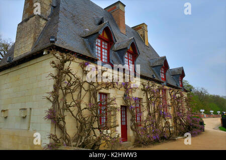 Wisteria Reben blühen auf dem Kanzleramt an der Wand. Diane de Poitier Garten im Chateau de Chenonceau Schloss an der Loire, Frankreich. Stockfoto