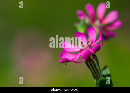 Rosa Pirouette, eine kleine rosa Blume, mit einem kleinen Insekt unter einem Blütenblatt, wachsen in der maltesischen Landschaft Malta - Silene Colorata Stockfoto