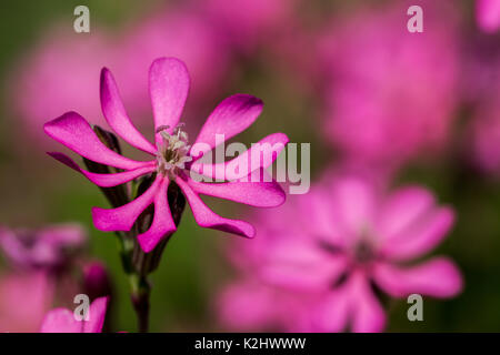 Rosa Pirouette, eine kleine rosa Blume, die in der maltesischen Landschaft Malta - Silene Colorata Stockfoto