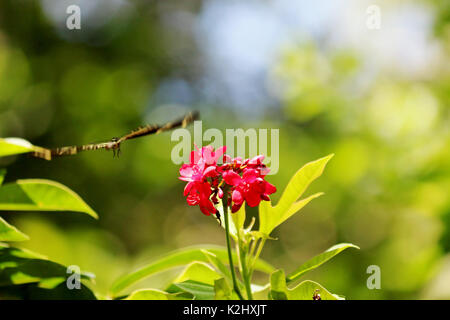 Ein Zebra Longwing Schmetterling auf rosa Blüten mit einem natürlichen Grünen Hintergrund Stockfoto