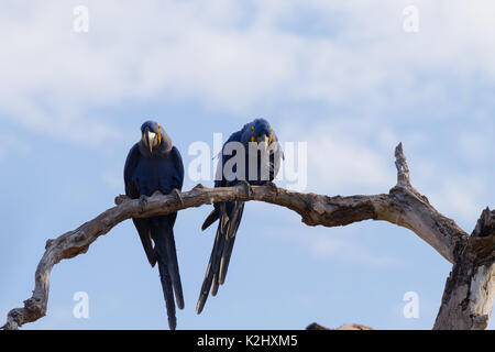 Paar Hyazinthara aus Pantanal, Brasilien. brasilianische Tierwelt. größte Papagei der Welt. anodorhynchus Hyacinthinus Stockfoto