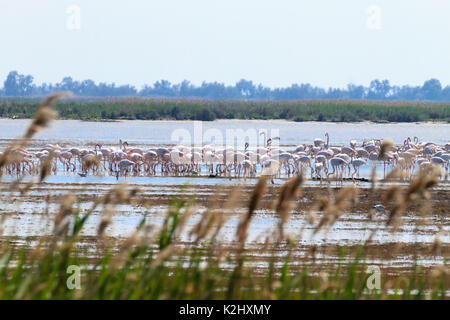 Herde von rosafarbenen Flamingos von "Delta del Po' Lagune, Italien. Natur panorama Stockfoto