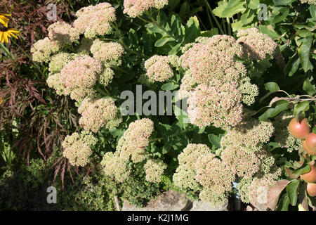 Hylotelephium spectabile '(Sedum) Herbst Freude' Stockfoto