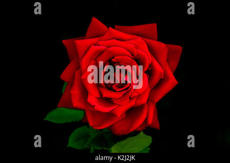 Schöne große frische Rosen auf schwarzem Hintergrund in Harter roter Farbe und Low Key Ton mit Vignette hinzugefügt Stockfoto