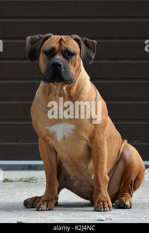 Große, starke Hund Boerboel, Gelb. Afrikanische Mastiff Stockfoto, Bild