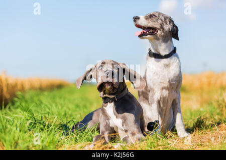 Bild von einer Dogge Welpen und einen Australian Shepherd auf ein Land weg Stockfoto