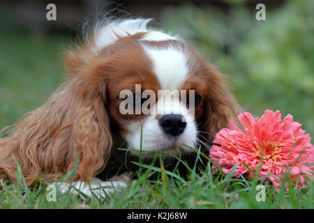 Süßes kleines Sob, Cavalier King Charles Spaniel. Mit lenticular Ohren, gelb-weiß und ein schönes Gesicht. Stockfoto