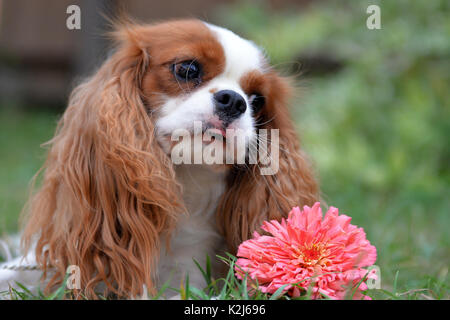 Süßes kleines Sob, Cavalier King Charles Spaniel. Mit lenticular Ohren, gelb-weiß und ein schönes Gesicht. Stockfoto