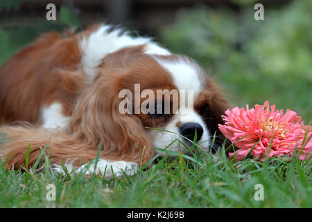 Süßes kleines Sob, Cavalier King Charles Spaniel. Mit lenticular Ohren, gelb-weiß und ein schönes Gesicht. Stockfoto