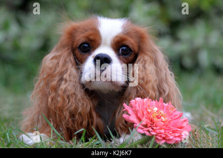 Süßes kleines Sob, Cavalier King Charles Spaniel. Mit lenticular Ohren, gelb-weiß und ein schönes Gesicht. Stockfoto