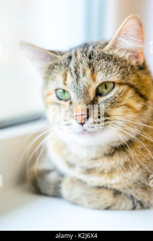 Porträt einer Hauskatze auf einem weißen Fensterbank. Eine Katze mit einer ernsten Blick Stockfoto