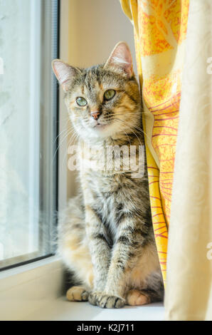 Porträt einer Hauskatze auf einem weißen Fensterbank. Eine Katze mit einer ernsten Blick Stockfoto