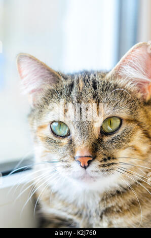 Portrait einer Hauskatze in der Nähe der weißen Fenster. Eine Katze mit einer ernsten Blick close-up Stockfoto