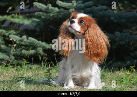 Süßes kleines Sob, Cavalier King Charles Spaniel. Mit lenticular Ohren, gelb-weiß und ein schönes Gesicht. Stockfoto