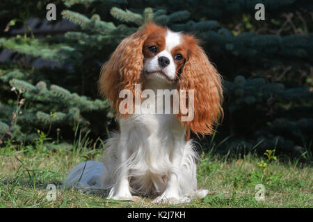 Süßes kleines Sob, Cavalier King Charles Spaniel. Mit lenticular Ohren, gelb-weiß und ein schönes Gesicht. Stockfoto