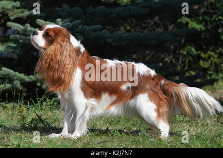 Süßes kleines Sob, Cavalier King Charles Spaniel. Mit lenticular Ohren, gelb-weiß und ein schönes Gesicht. Stockfoto